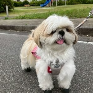 shih tzu puppies for sale near me