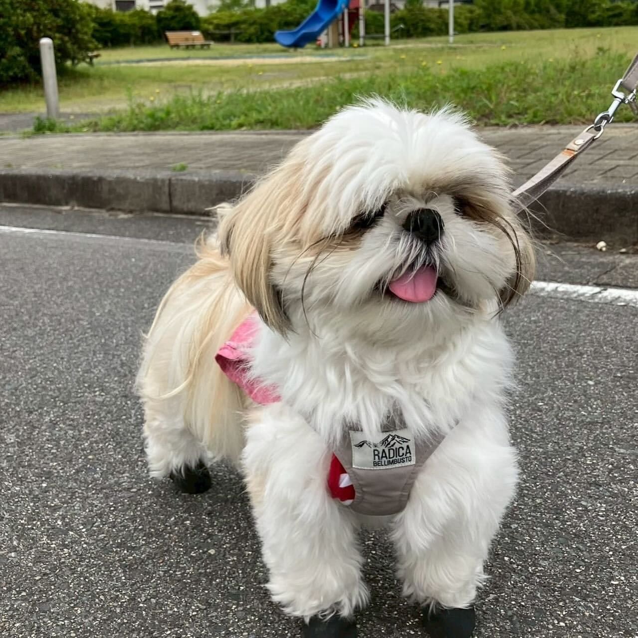 shih tzu puppies for sale near me
