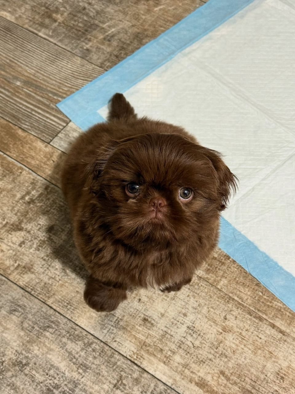 Cocoa – Playful Male Shih Tzu Puppy