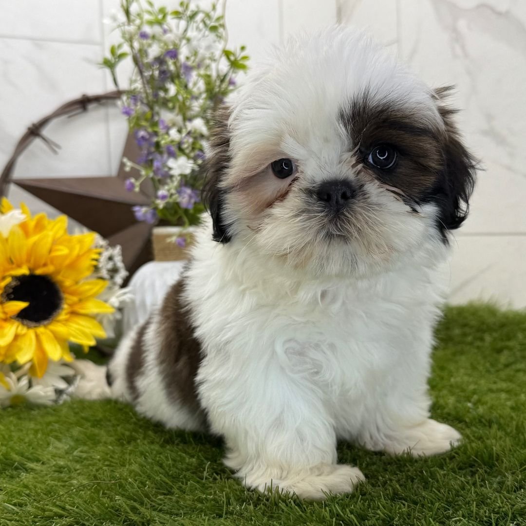 Finn – Happy Male Shih Tzu Puppy