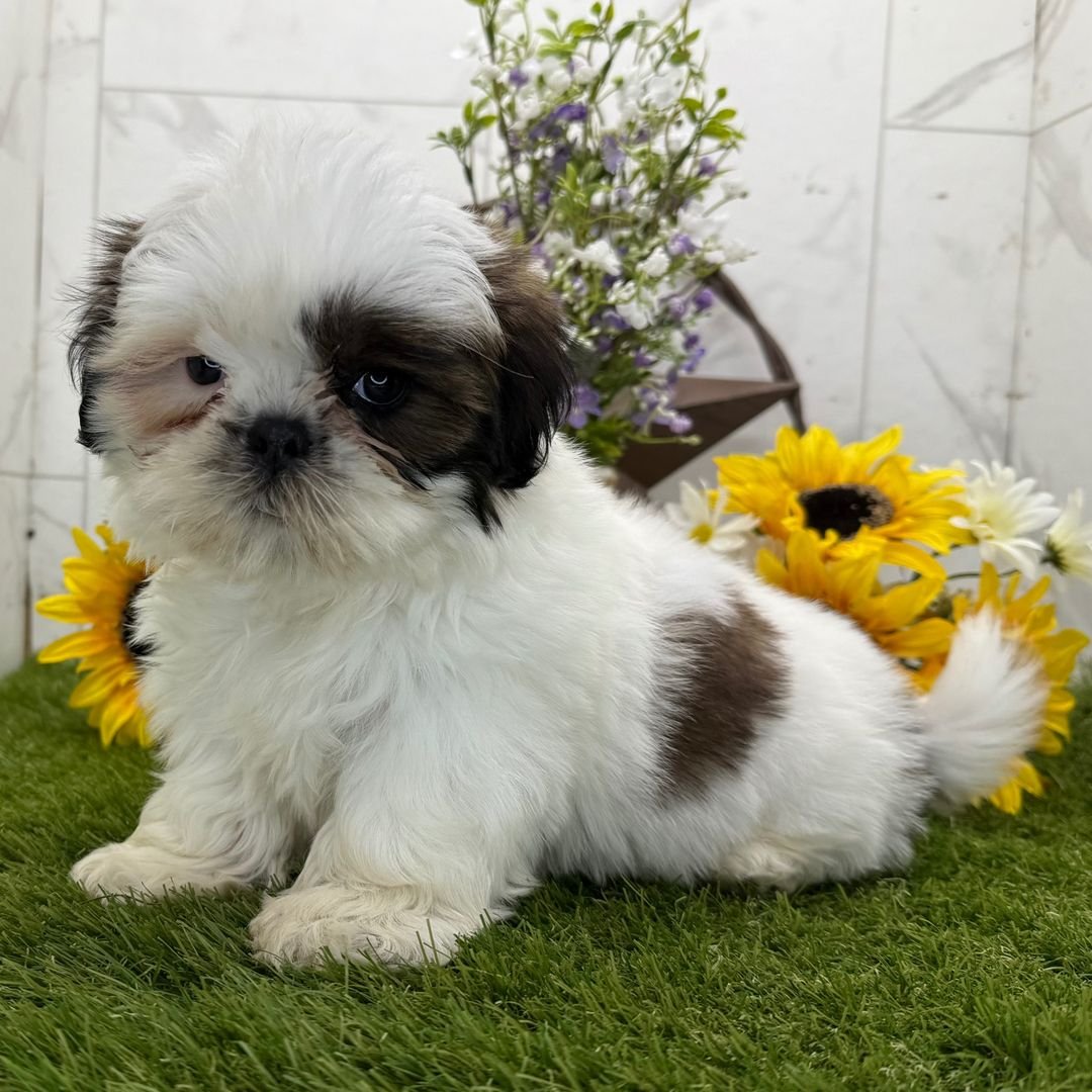 Finn – Happy Male Shih Tzu Puppy - Image 2