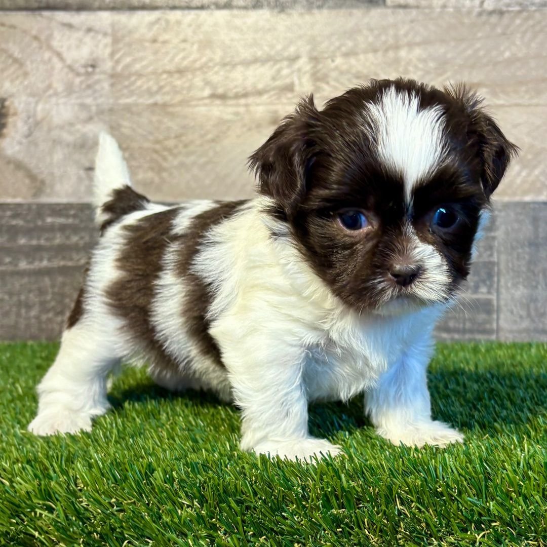 Pippin – Energetic Male Shih Tzu Puppy - Image 2