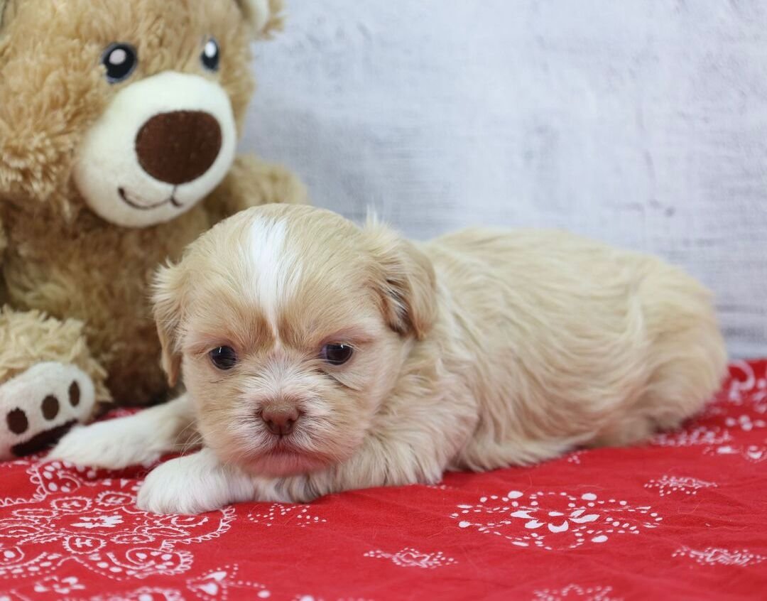 Teddy – Gentle Male Shih Tzu Puppy