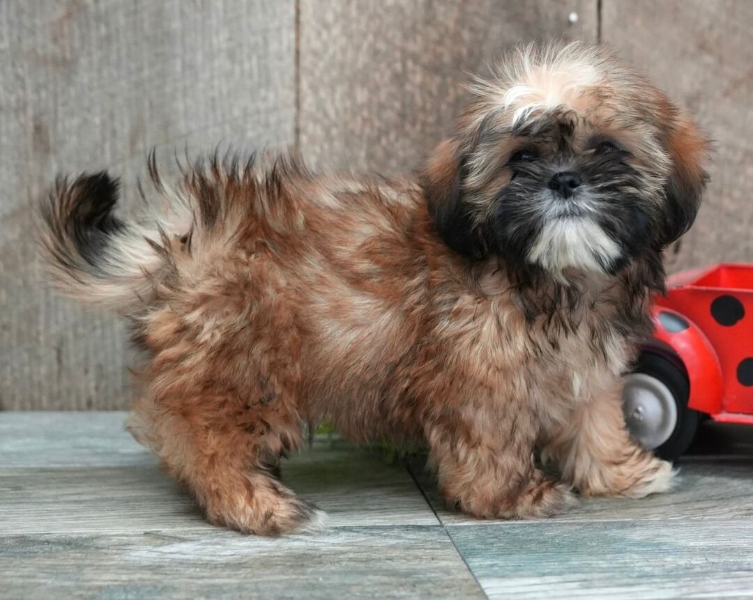 Oliver– Gentle Male Shih Tzu Puppy