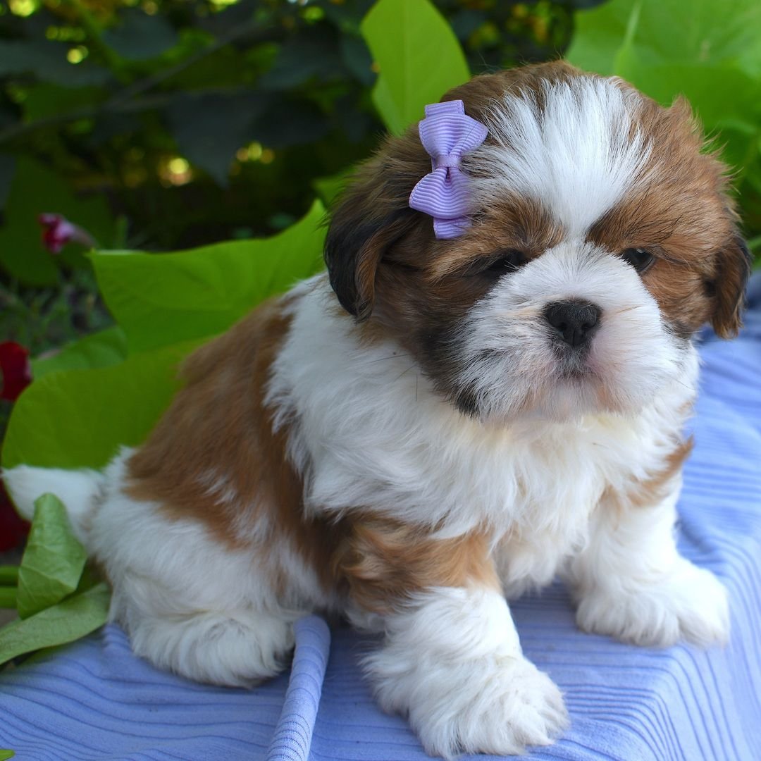Lulu – Sweet Female Shih Tzu Puppy - Image 2
