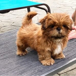 Peaches – Sweet Female Shihtzu Puppy