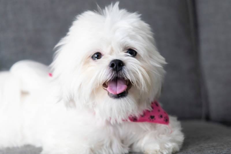 shih tzu adoption new york