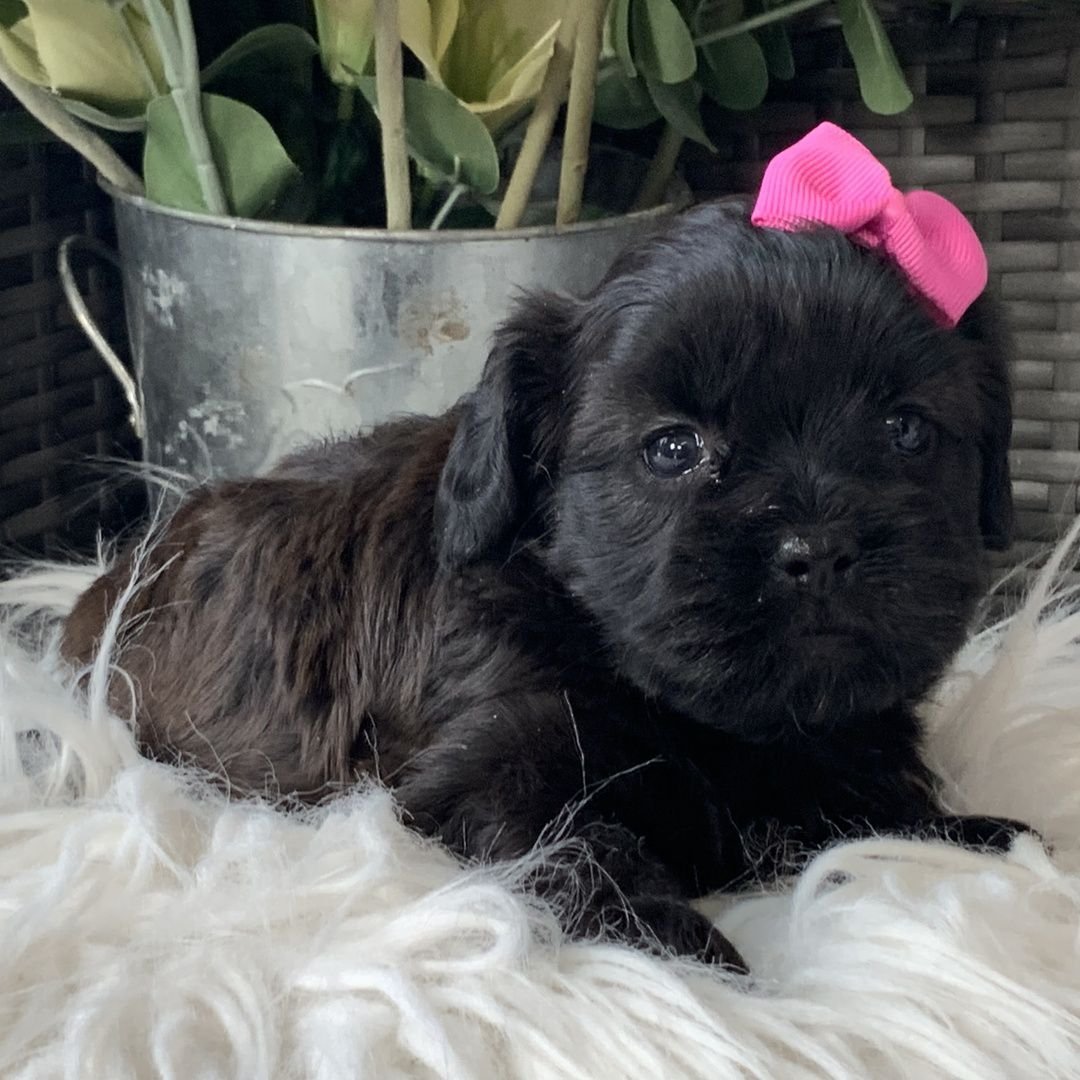 shih tzu puppies for sale