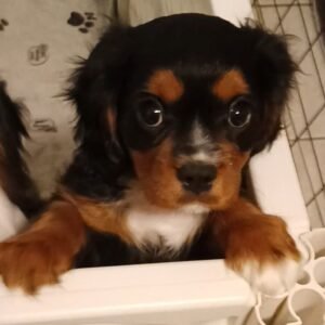 Sophie – Black & Tan Cavalier Puppy