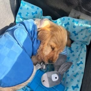 Archie – English Cocker Spaniel Puppy