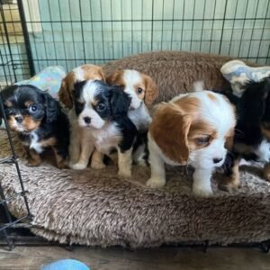 Bella – Cavalier King Charles Spaniel Puppy
