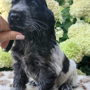 Cooper – Blue Roan Cocker Spaniel