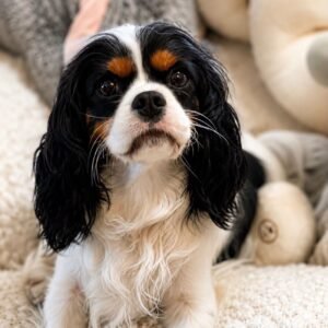 Luna – Tri-Color Cavalier Puppy