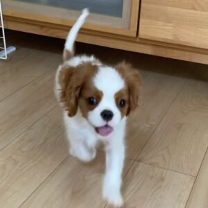 Ruby – Cavalier King Charles Spaniel