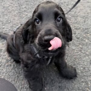 Max – Black Cocker Spaniel Puppy
