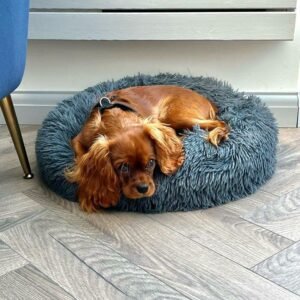 Teddy – Ruby Cavalier Spaniel