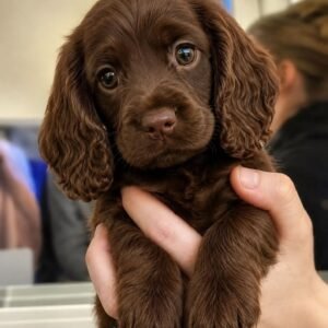Milo – Chocolate Cocker Spaniel