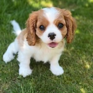 Rosie – Blenheim Cavalier Puppy