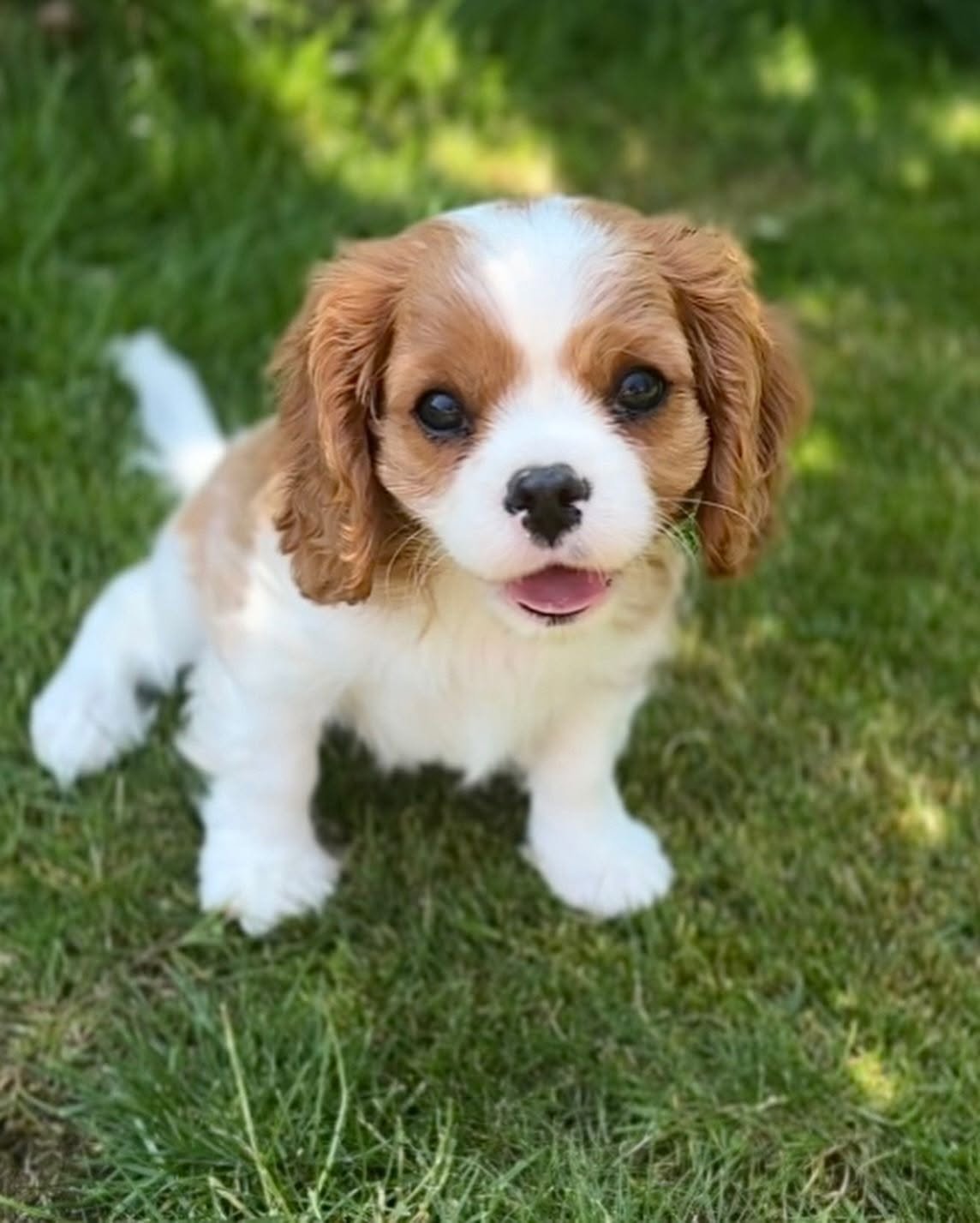 774295279_122236998398108432_3352154473091664346_n Rosie – Blenheim Cavalier Puppy