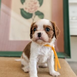 Lily – Blenheim Cavalier Puppy