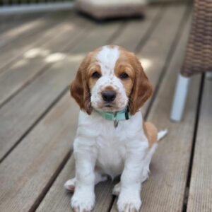 Oliver – English Cocker Spaniel Puppy